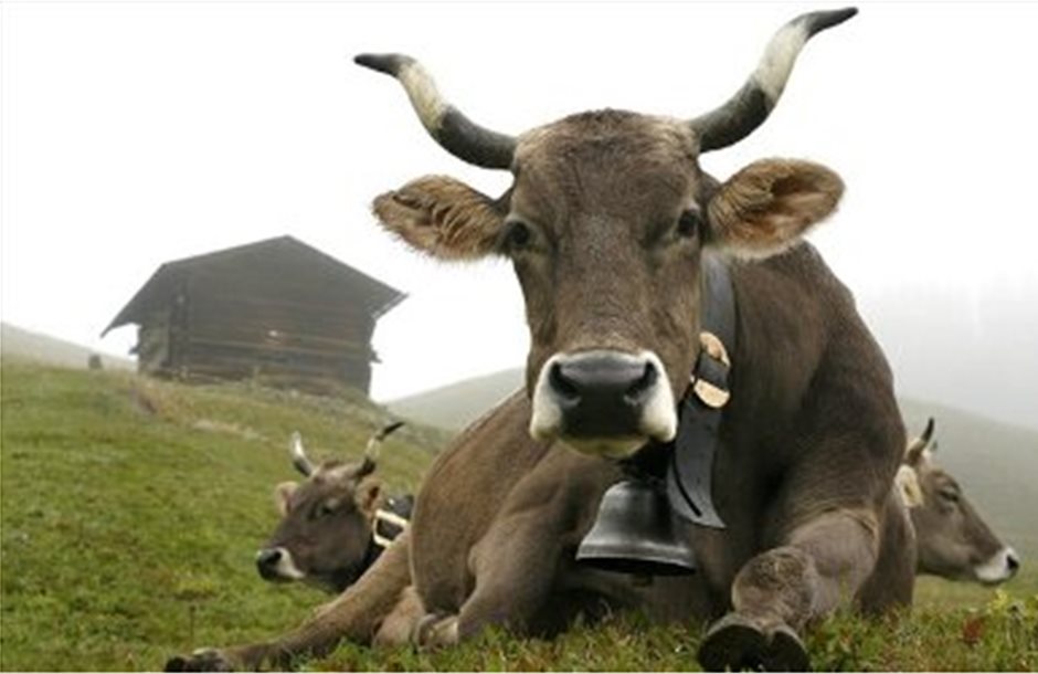 Τα κουδούνια των αγελάδων βλάπτουν την ακοή και την όρεξή τους